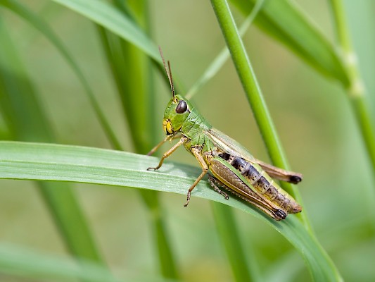 Cavalletta (Depositphotos/G. Wolf)