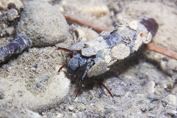Tricotteri (Fotolia/Rostislav)