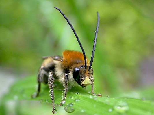 Ape longicorne (Pro Natura)
