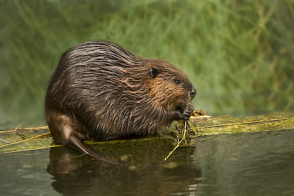 Castoro ©Shutterstock Elena Podolnaya