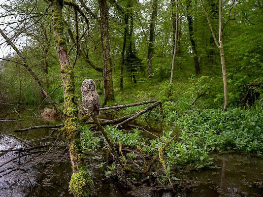 Allocco, Laghetto dei castori, Marthalen ZH, ©Markus Bühler