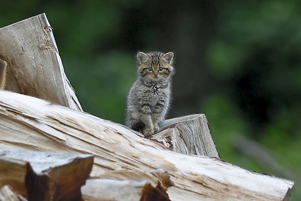 Gatto selvatico ©Fabrice Cahez