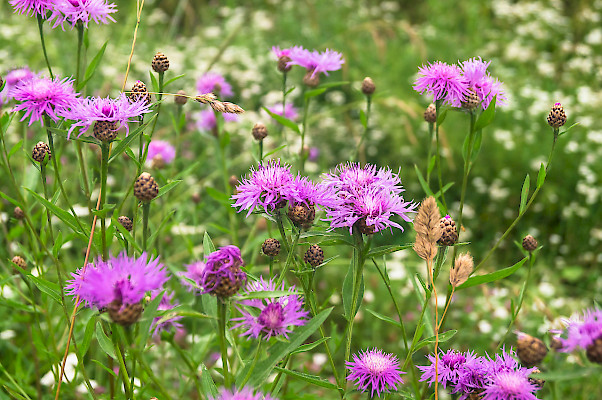 Fiordaliso stoppione ©shutterstock, S. Marcos