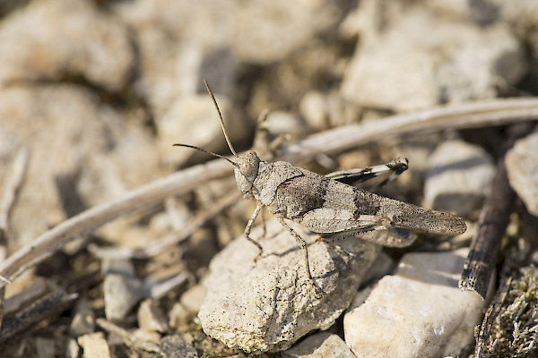 Edipoda celeste ©Florin Rutschmann